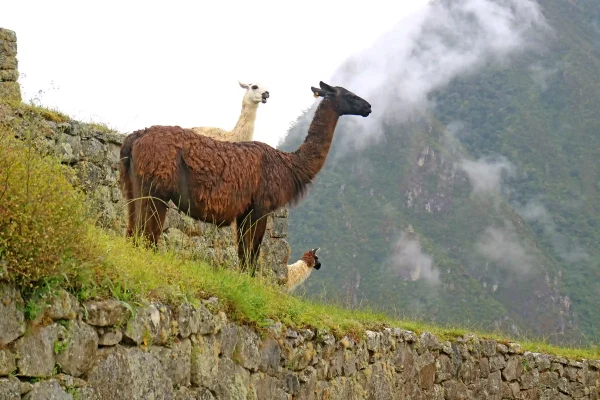 Inca Jungle Trail 3 Days to Machu Picchu