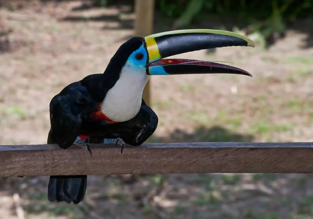 tucan-peru-bird-jungle